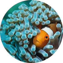 Nemo the Anemonefish - Némó tapéta, hal, élővilág, több méretben