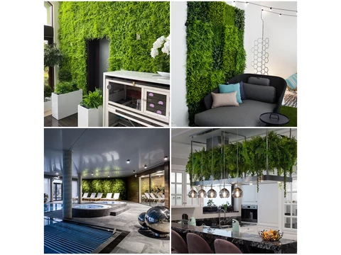 Az igazi örökzöld!