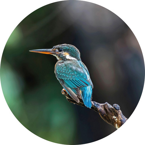 The Kingfisher - Jégmadár tapéta