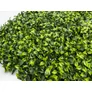 Kép 3/11 - GreenWall Mesterséges Növényfal Panel, 1 m² (Aura) | Gondozásmentes Zöldfal Kültérre és Beltérre - UV-stabil