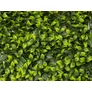 Kép 9/11 - GreenWall Mesterséges Növényfal Panel, 1 m² (Aura) | Gondozásmentes Zöldfal Kültérre és Beltérre - UV-stabil
