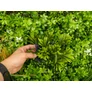 Kép 13/13 -  GreenWall Mesterséges Növényfal Panel, 1 m² (City) | Gondozásmentes Zöldfal Kültérre és Beltérre - UV-stabil