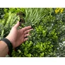 Kép 4/9 - GreenWall Mesterséges Növényfal Panel, 1 m² (Eden-1) | Gondozásmentes Zöldfal Kültérre és Beltérre - UV-stabil