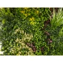 Kép 6/9 - GreenWall Mesterséges Növényfal Panel, 1 m² (Eden-1) | Gondozásmentes Zöldfal Kültérre és Beltérre - UV-stabil
