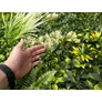 Kép 6/9 - GreenWall Mesterséges Növényfal Panel, 1 m² (Eden-2) | Gondozásmentes Zöldfal Kültérre és Beltérre - UV-stabil