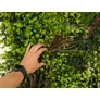 Kép 8/9 - GreenWall Mesterséges Növényfal Panel, 1 m² (Eden-2) | Gondozásmentes Zöldfal Kültérre és Beltérre - UV-stabil