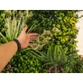 Kép 9/9 - GreenWall Mesterséges Növényfal Panel, 1 m² (Eden-2) | Gondozásmentes Zöldfal Kültérre és Beltérre - UV-stabil