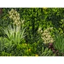 Kép 2/11 - GreenWall Mesterséges Növényfal Panel, 1 m² (Eden-3) | Gondozásmentes Zöldfal Kültérre és Beltérre - UV-stabil