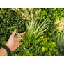Kép 8/11 - GreenWall Mesterséges Növényfal Panel, 1 m² (Eden-3) | Gondozásmentes Zöldfal Kültérre és Beltérre - UV-stabil