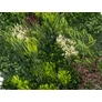 Kép 2/8 - GreenWall Mesterséges Növényfal Panel, 1 m² (Fern) | Gondozásmentes Zöldfal Kültérre és Beltérre - UV-stabil