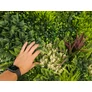 Kép 7/8 - GreenWall Mesterséges Növényfal Panel, 1 m² (Fern) | Gondozásmentes Zöldfal Kültérre és Beltérre - UV-stabil