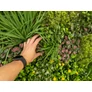 Kép 8/10 - GreenWall Mesterséges Növényfal Panel, 1 m² (Spirit) | Gondozásmentes Zöldfal Kültérre és Beltérre - UV-stabil