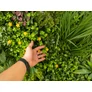 Kép 9/10 - GreenWall Mesterséges Növényfal Panel, 1 m² (Spirit) | Gondozásmentes Zöldfal Kültérre és Beltérre - UV-stabil