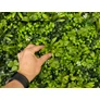 Kép 6/8 - GreenWall Mesterséges Növényfal Panel, 1 m² (Clover) | Gondozásmentes Zöldfal Kültérre és Beltérre - UV-stabil