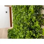 Kép 7/8 - GreenWall Mesterséges Növényfal Panel, 1 m² (Clover) | Gondozásmentes Zöldfal Kültérre és Beltérre - UV-stabil