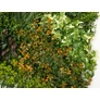 Kép 3/8 - GreenWall Mesterséges Növényfal Panel, 1 m² (Crimson) | Gondozásmentes Zöldfal Kültérre és Beltérre - UV-stabil