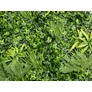 Kép 2/9 - GreenWall Mesterséges Növényfal Panel, 1 m² (Exotic) | Gondozásmentes Zöldfal Kültérre és Beltérre - UV-stabil