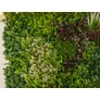 Kép 7/9 - GreenWall Mesterséges Növényfal Panel, 1 m² (Oasis-1) | Gondozásmentes Zöldfal Kültérre és Beltérre - UV-stabil