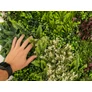 Kép 8/9 - GreenWall Mesterséges Növényfal Panel, 1 m² (Oasis-1) | Gondozásmentes Zöldfal Kültérre és Beltérre - UV-stabil