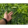 Kép 5/11 - GreenWall Mesterséges Növényfal Panel, 1 m² (Urban) | Gondozásmentes Zöldfal Kültérre és Beltérre - UV-stabil