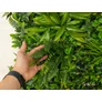 Kép 8/11 - GreenWall Mesterséges Növényfal Panel, 1 m² (Urban) | Gondozásmentes Zöldfal Kültérre és Beltérre - UV-stabil